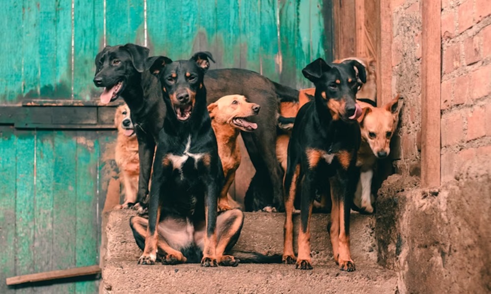 kutyak tenyleg megerzik ha felsz 1 kutyak tenyleg megerzik ha felsz 1