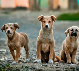 kutyak tenyleg megerzik ha felsz