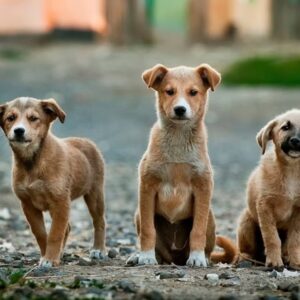 kutyak tenyleg megerzik ha felsz