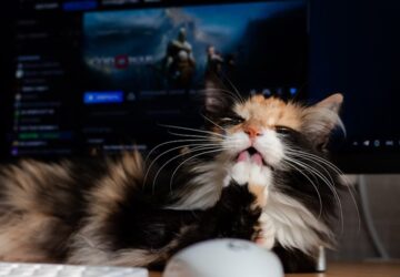 macska a klaviaturan