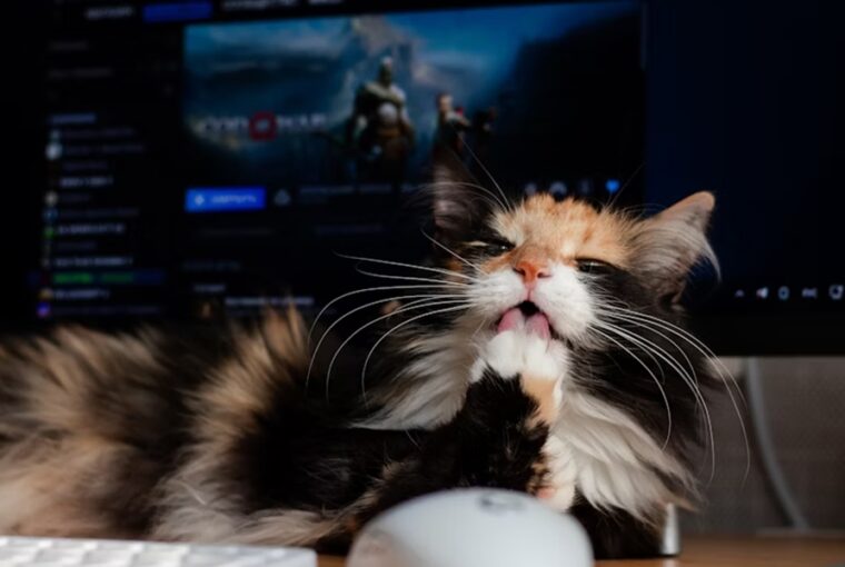 macska a klaviaturan