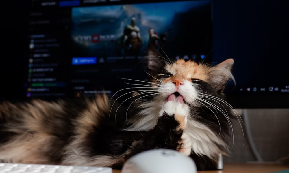 macska a klaviaturan