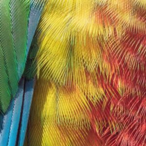 madartoll a lakasban 1