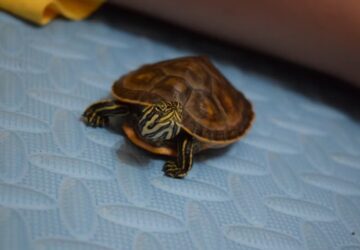 mi tortenik ha teknosod nem akar aludni