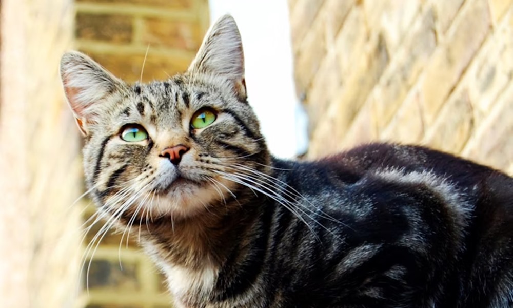 miert csikos a cica es pettyes a kutya 1