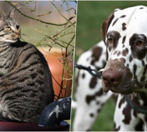 miert csikos a cica es pettyes a kutya