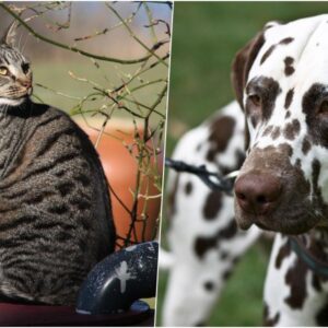 miert csikos a cica es pettyes a kutya