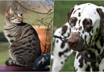 miert csikos a cica es pettyes a kutya