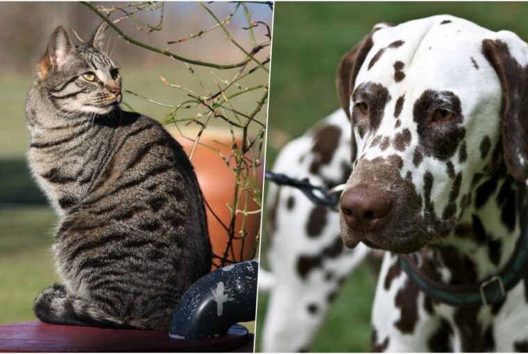 miert csikos a cica es pettyes a kutya