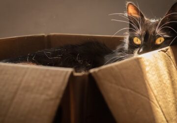 miert imadjak a macskak a kartondobozt 1