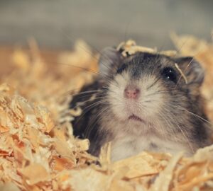 miert kell a horcsognek lakberendezot jatszania