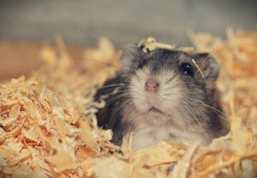 miert kell a horcsognek lakberendezot jatszania