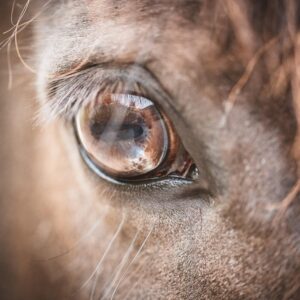 miert van a lonak a feje oldalan a szeme