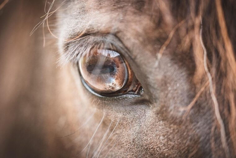 miert van a lonak a feje oldalan a szeme