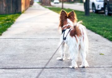 poraz ki setaltat kit valojaban