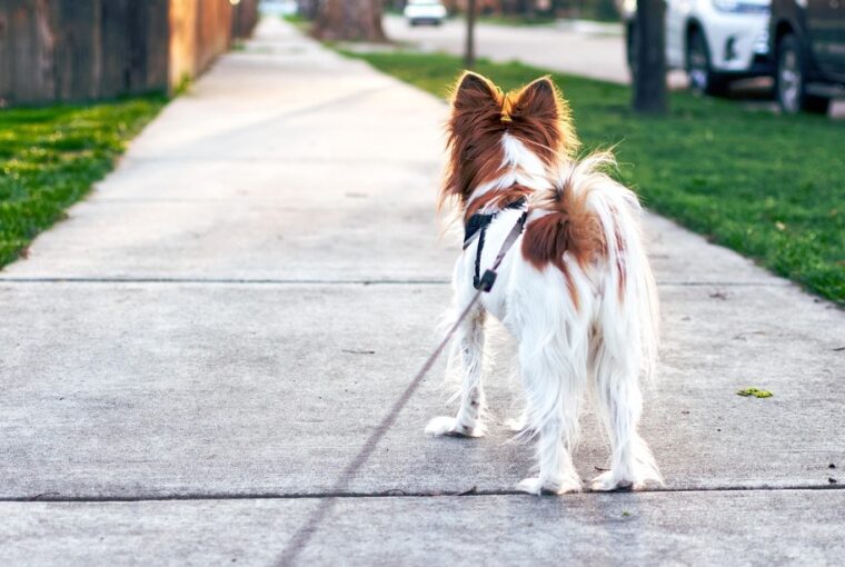 poraz ki setaltat kit valojaban