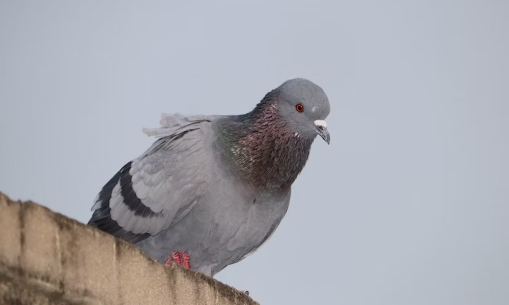 postagalambok titkos gps e 1 postagalambok titkos gps e 1