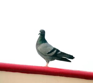 postagalambok titkos gps e