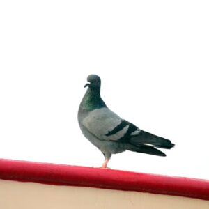 postagalambok titkos gps e