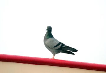 postagalambok titkos gps e