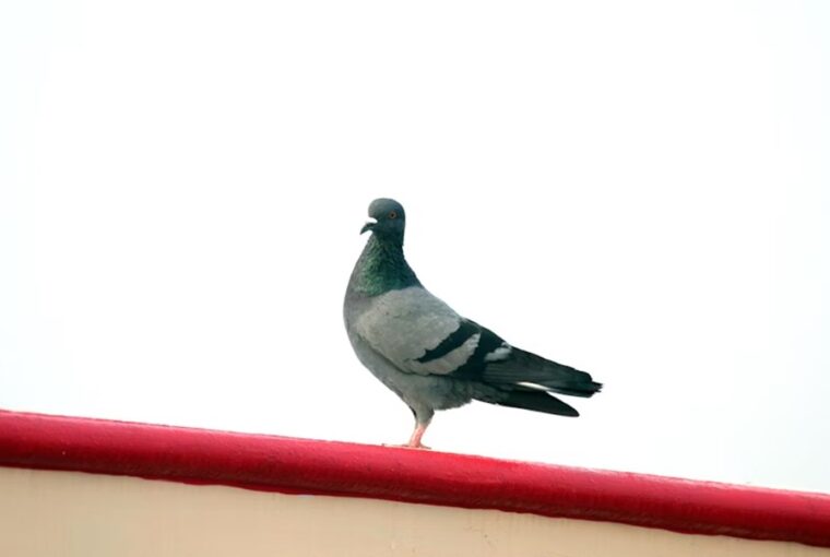 postagalambok titkos gps e