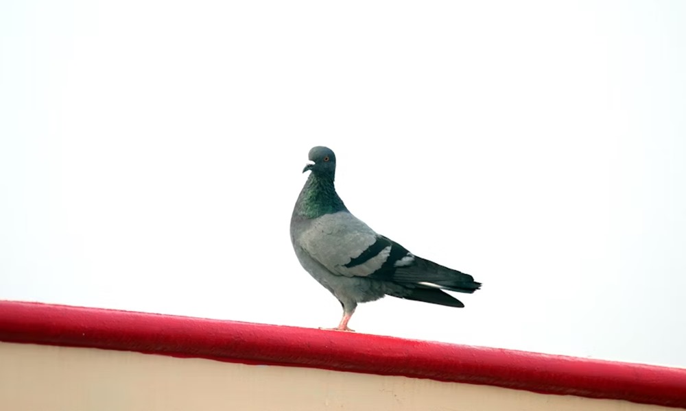 postagalambok titkos gps e