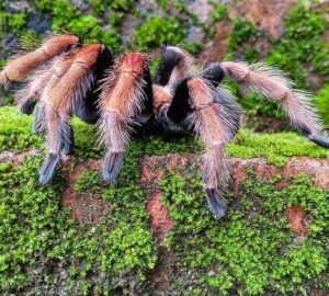 tarantulak uj tanca