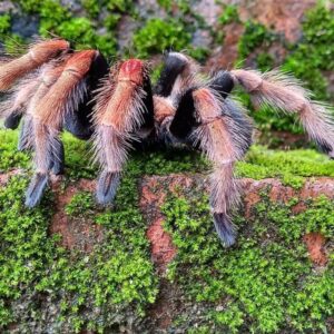 tarantulak uj tanca