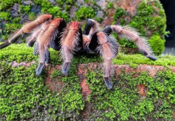 tarantulak uj tanca