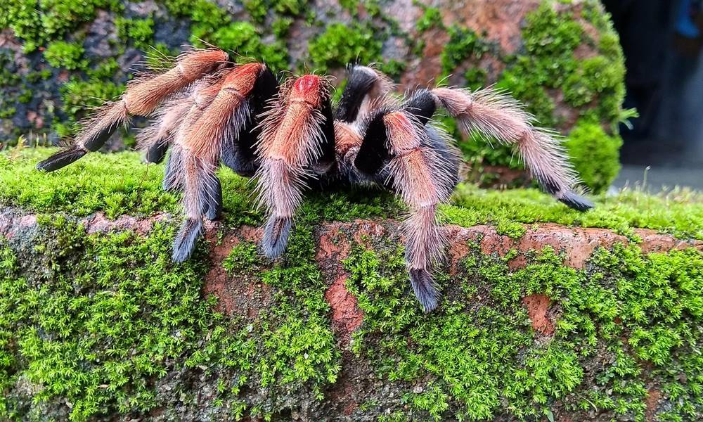 tarantulak uj tanca