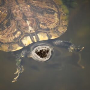 teknos aki gyorsabb mint hinned