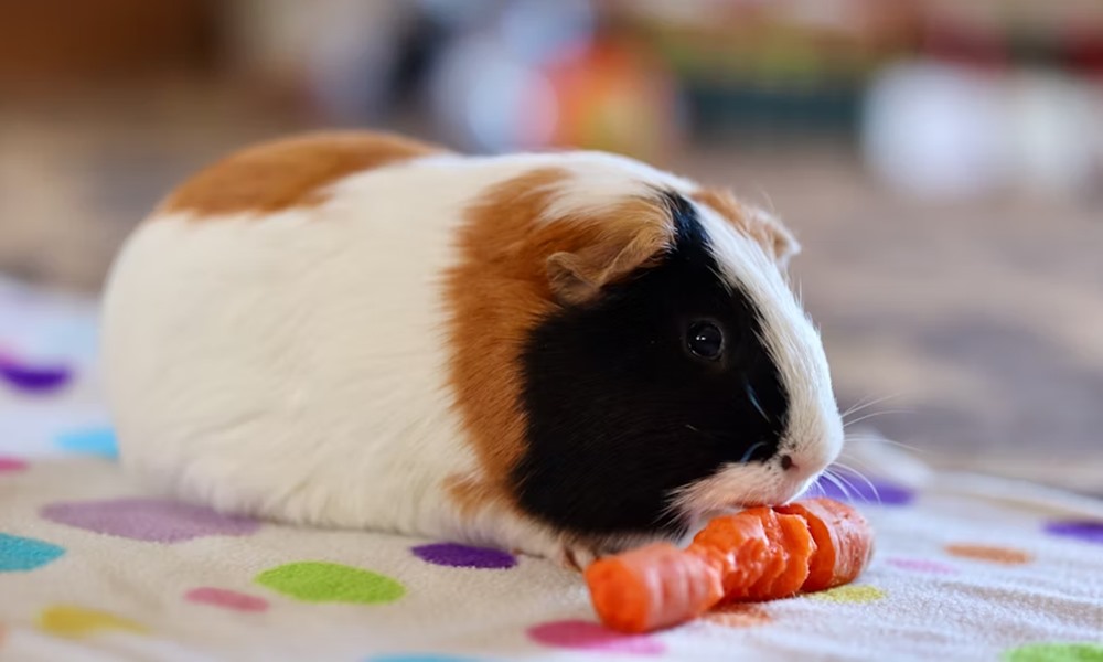 tengerimalac aki nem szereti a repat 1 tengerimalac aki nem szereti a repat 1