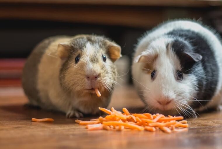 tengerimalac aki nem szereti a repat