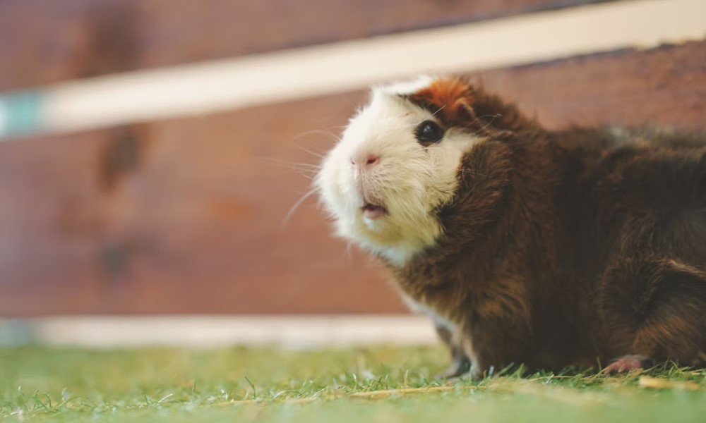 tengerimalac nyelv kezdoknek 2 tengerimalac nyelv kezdoknek 2