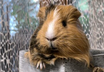 tengerimalac nyelv kezdoknek