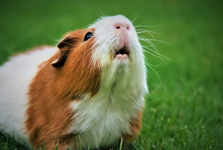 tengerimalac nyelv kezdoknek