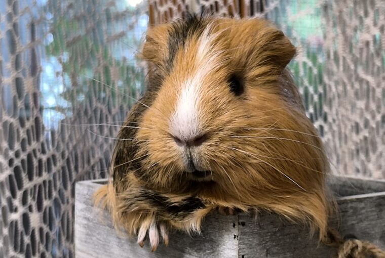 tengerimalac nyelv kezdoknek