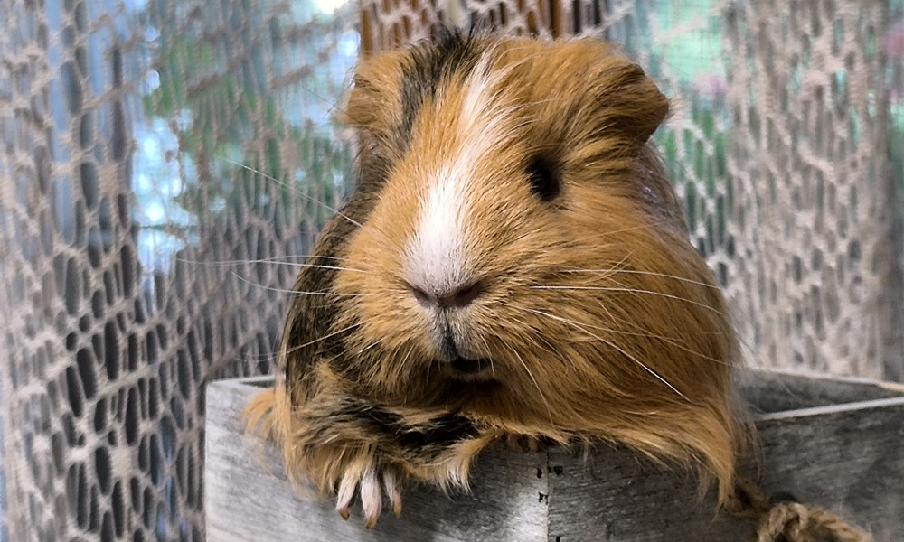 tengerimalac nyelv kezdoknek