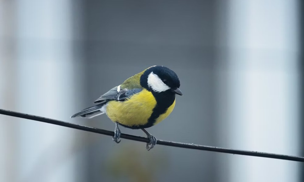amikor a fiokak a nagytestvertol lesnek el mindent 1 amikor a fiokak a nagytestvertol lesnek el mindent 1