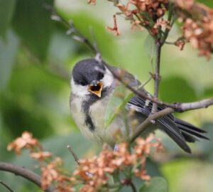 amikor a fiokak a nagytestvertol lesnek el mindent