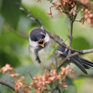 amikor a fiokak a nagytestvertol lesnek el mindent