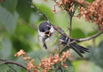 amikor a fiokak a nagytestvertol lesnek el mindent