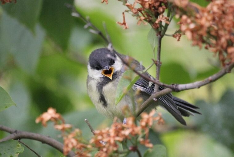 amikor a fiokak a nagytestvertol lesnek el mindent
