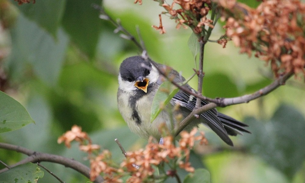 amikor a fiokak a nagytestvertol lesnek el mindent