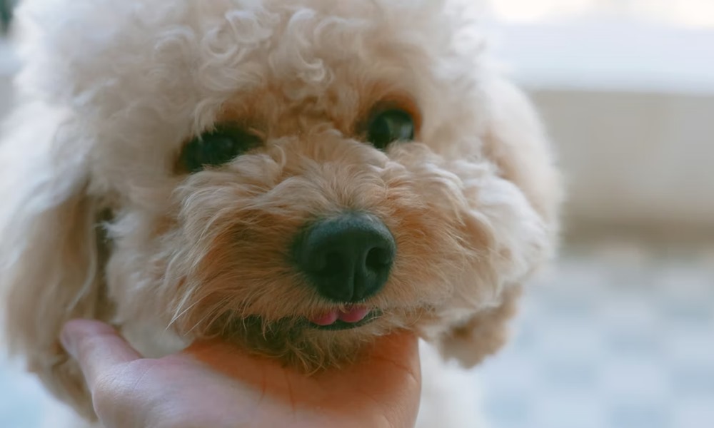 autista kutyak adhd s ebek 1