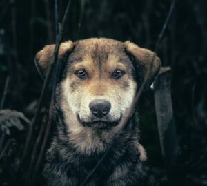 autista kutyak adhd s ebek