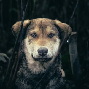 autista kutyak adhd s ebek