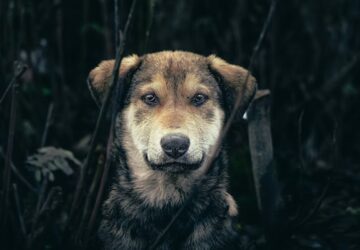 autista kutyak adhd s ebek