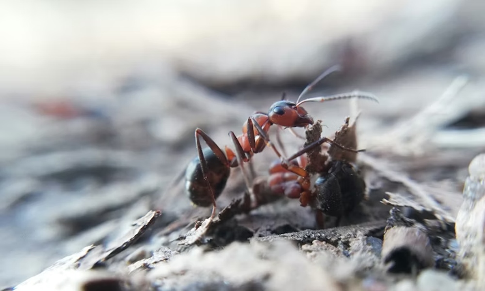 hangyafarm 2 hangyafarm 2