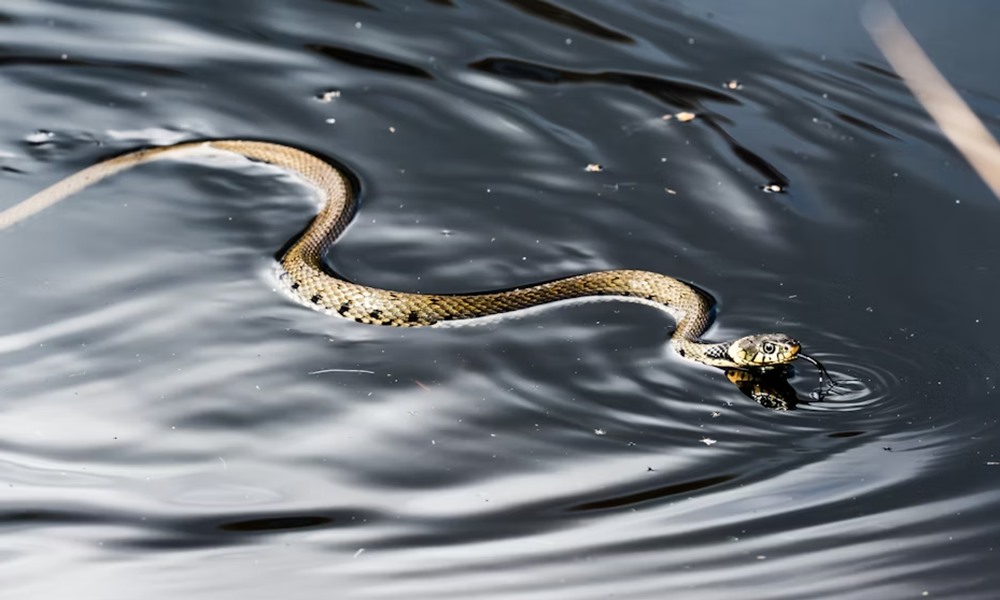 hogyan mozognak a kigyok 2 hogyan mozognak a kigyok 2